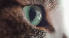 Co cítí kočky, když jim páníčci neuhnou pohledem: chyba, nebo výzva?